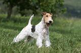 FOX TERRIER 618